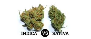 Hybrid Strains for Balanced Brain Function: The Middle Path Between Indica and Sativa