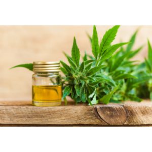 Cannabis and Decision-Making: Does THC Clarify or Complicate Choices?