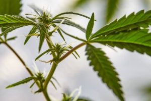 THC Tolerance and Reset Strategies: Finding Balance in Consumption